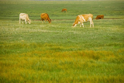 Bashang grassland in Inner Mongolia