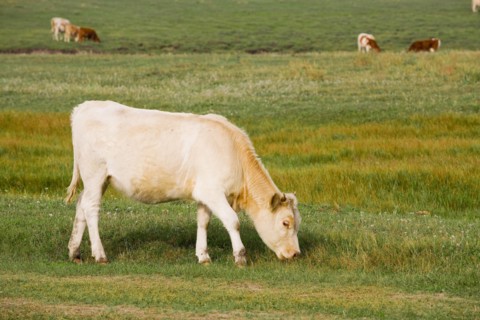 Bashang grassland in Inner Mongolia