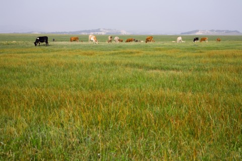 Bashang grassland in Inner Mongolia