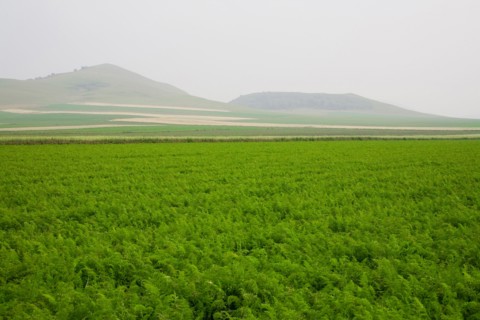 Bashang grassland in Inner Mongolia