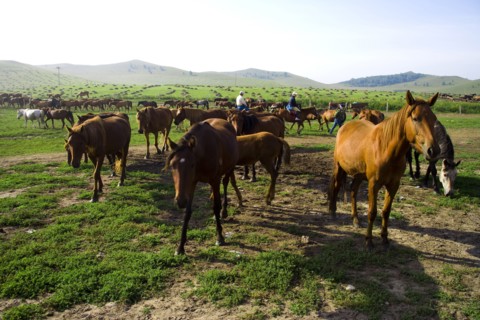 Bashang grassland in Inner Mongolia