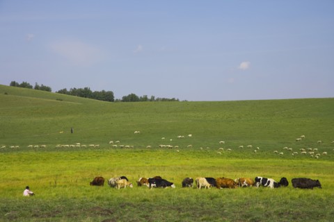Bashang grassland in Inner Mongolia