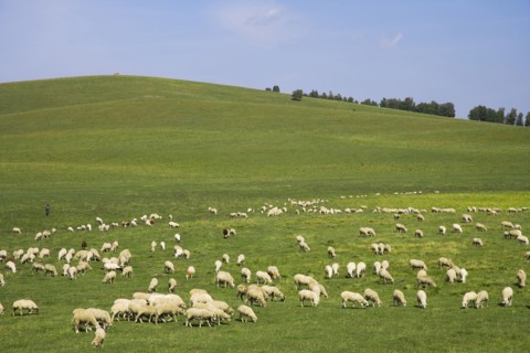Bashang grassland in Inner Mongolia
