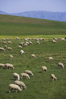 Bashang grassland in Inner Mongolia