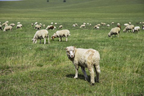 Bashang grassland in Inner Mongolia