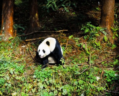 Panda