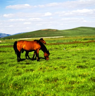 Horse