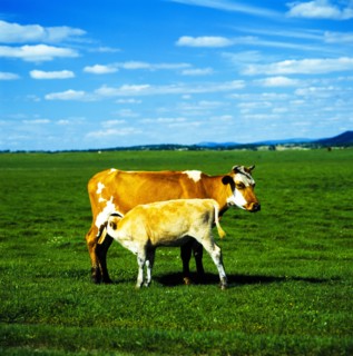 Cattle