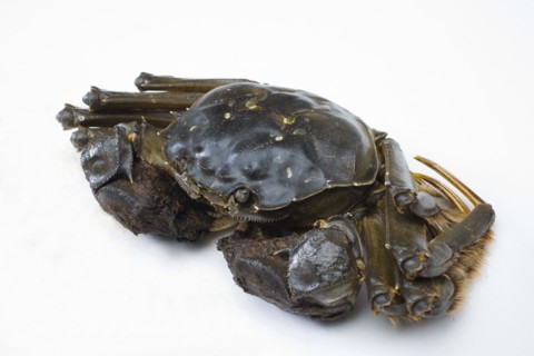 Crab