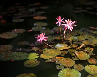 Lotus