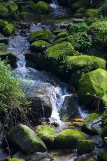 Taiwan, Ali, Botanical Garden,