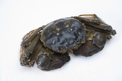 Crab
