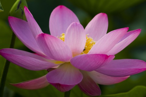Lotus