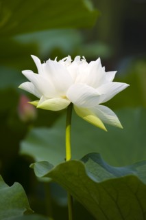 Lotus