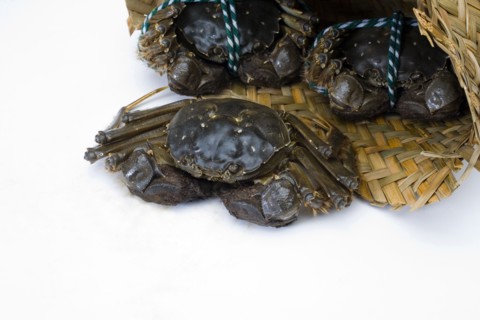 Crab