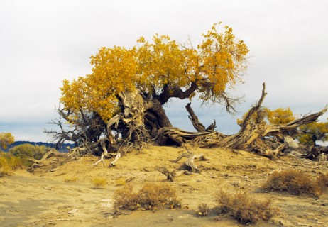 Xinjiang