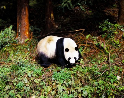 Panda