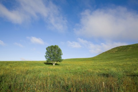 Bashang grassland in Inner Mongolia