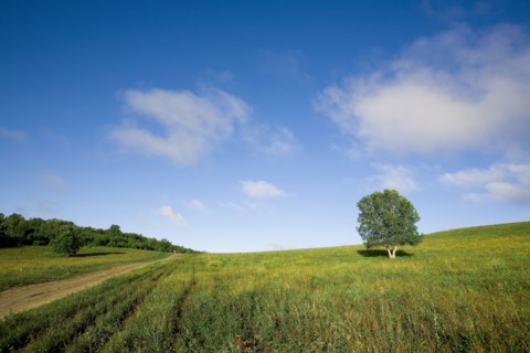 Bashang grassland in Inner Mongolia