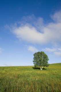 Bashang grassland in Inner Mongolia