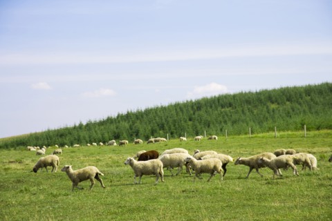 Bashang grassland in Inner Mongolia