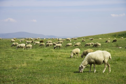 Bashang grassland in Inner Mongolia