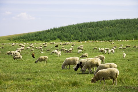 Bashang grassland in Inner Mongolia