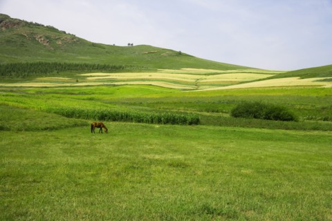 Bashang grassland in Inner Mongolia