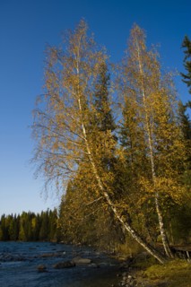 Altay Xinjiang, Kanas,