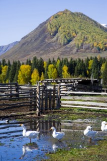 Xinjiang Province, Aletai,