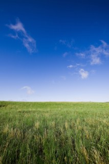Bashang grassland in Inner Mongolia