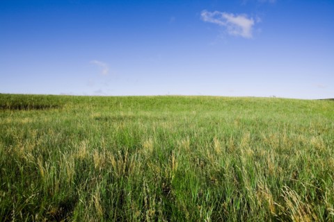 Bashang grassland in Inner Mongolia