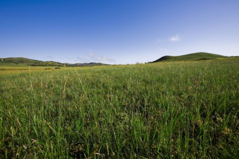 Bashang grassland in Inner Mongolia