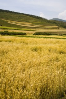 Bashang grassland in Inner Mongolia