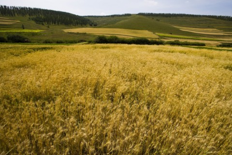 Bashang grassland in Inner Mongolia