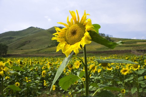 Bashang grassland in Inner Mongolia