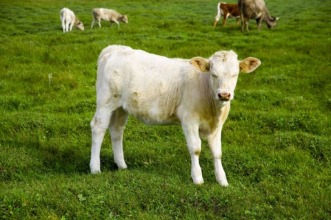 Bashang grassland in Inner Mongolia