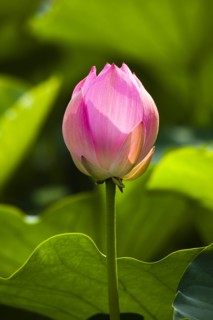 Lotus