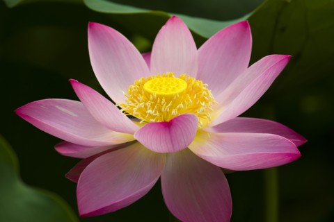 Lotus