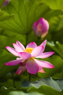 Lotus
