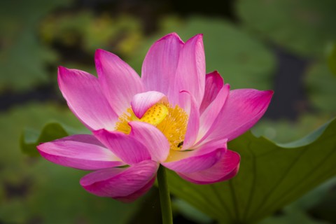 Lotus