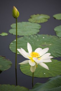Lotus