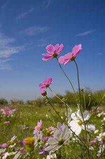 Yinchuan in Ningxia