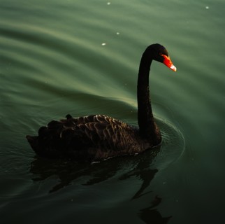 Black Swan