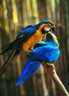 Parrot