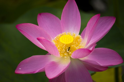 Lotus