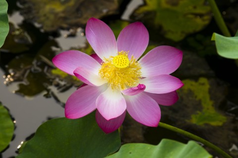 Lotus