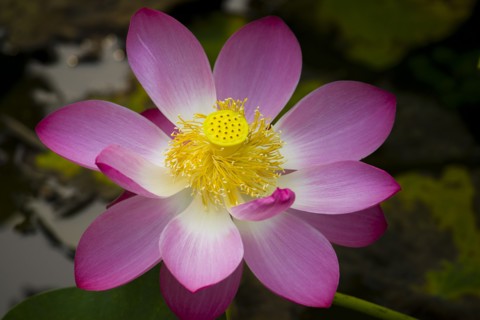 Lotus