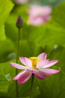 Lotus