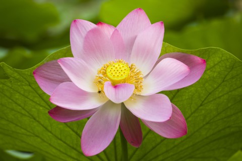 Lotus
